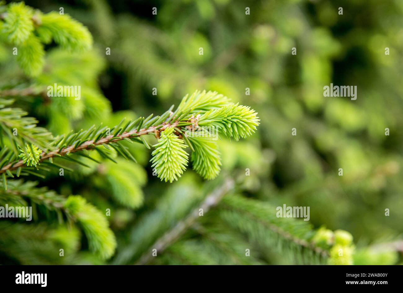Spruce tree Picea fresh tips in spring outdoors from growing spruce tree. Food and herbal medicine ingredients. Stock Photo