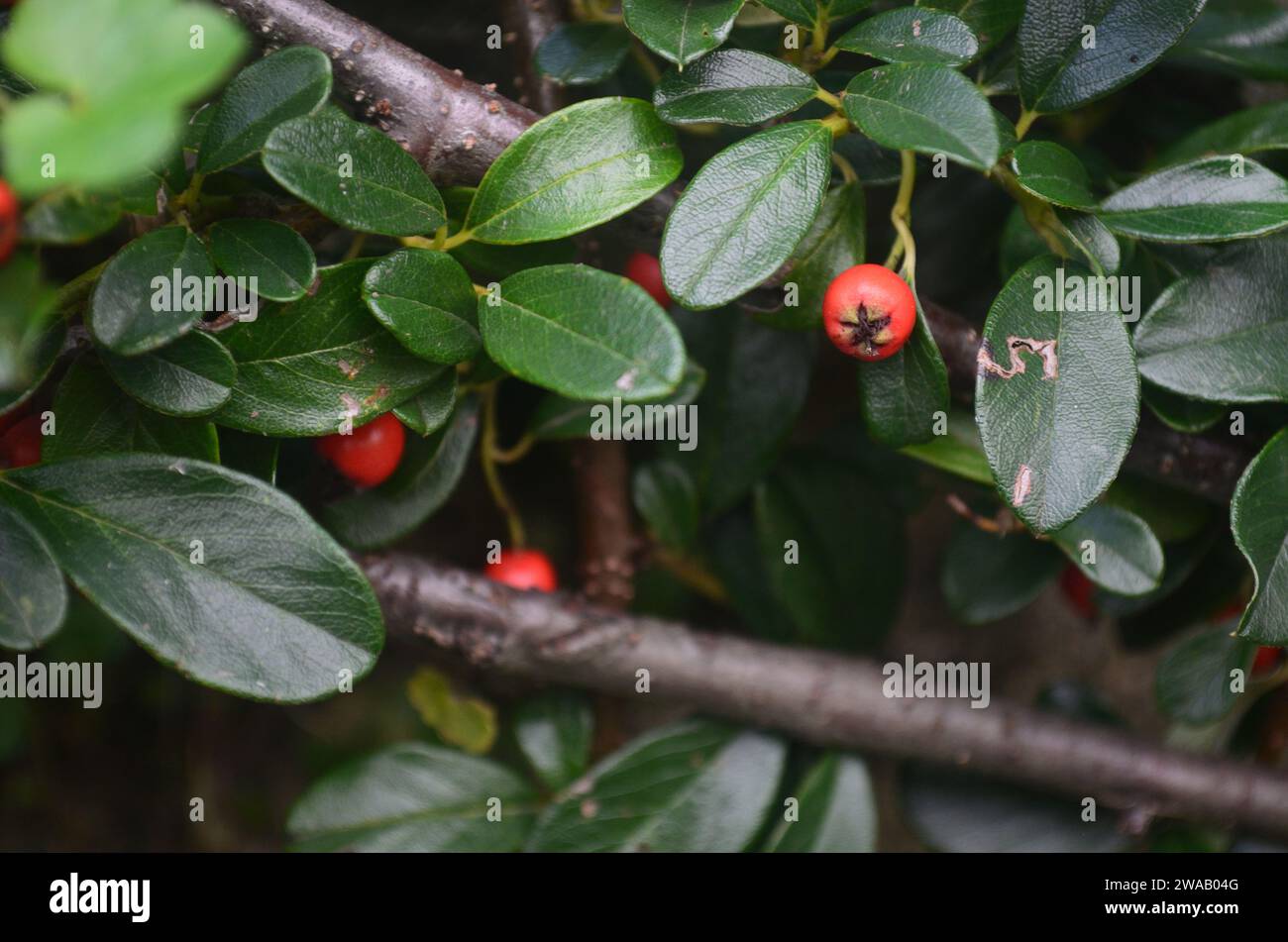 Cotoneaster bush bright red berries and dark green glossy leaves close up summer nature botanical Stock Photo
