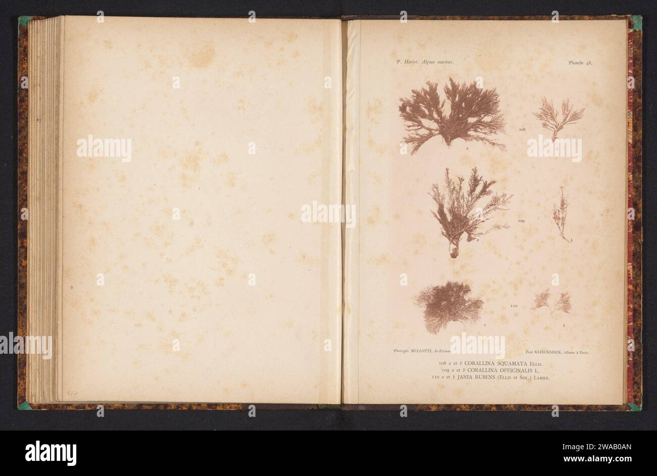 Three types of seaweed, anonymous, c. 1882 - in or before 1892 photomechanical print (108) en (108b) is Corallina squamata, (109) en (109b) is Koraalwier, (110) en (110b) is Jania Rubens. FranceSaint-ÉtiennePublisher: Paris paper collotype algae, seaweed Stock Photo