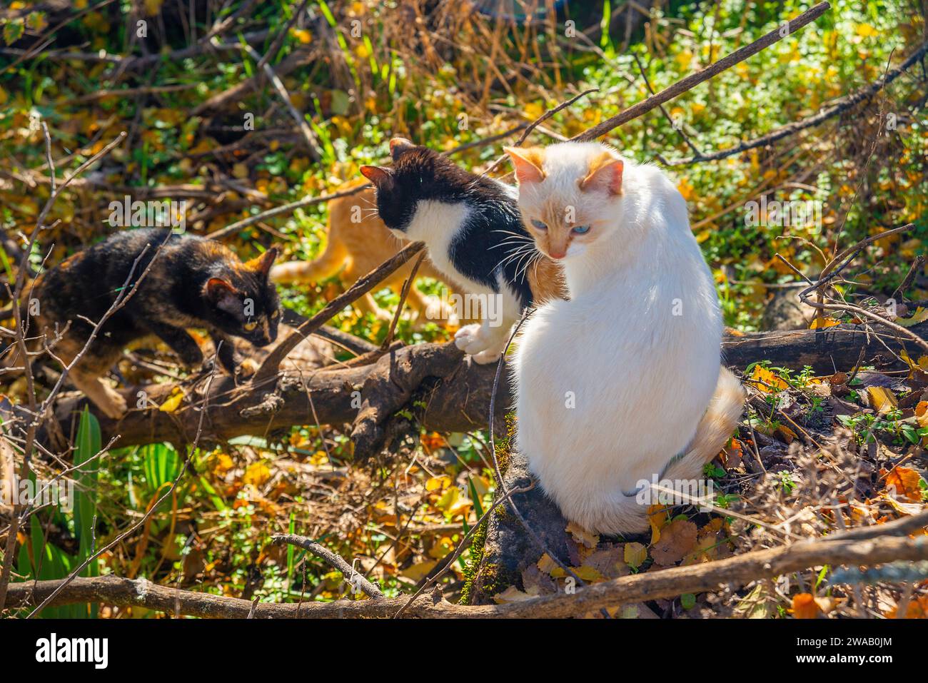 Cats in nature. Stock Photo