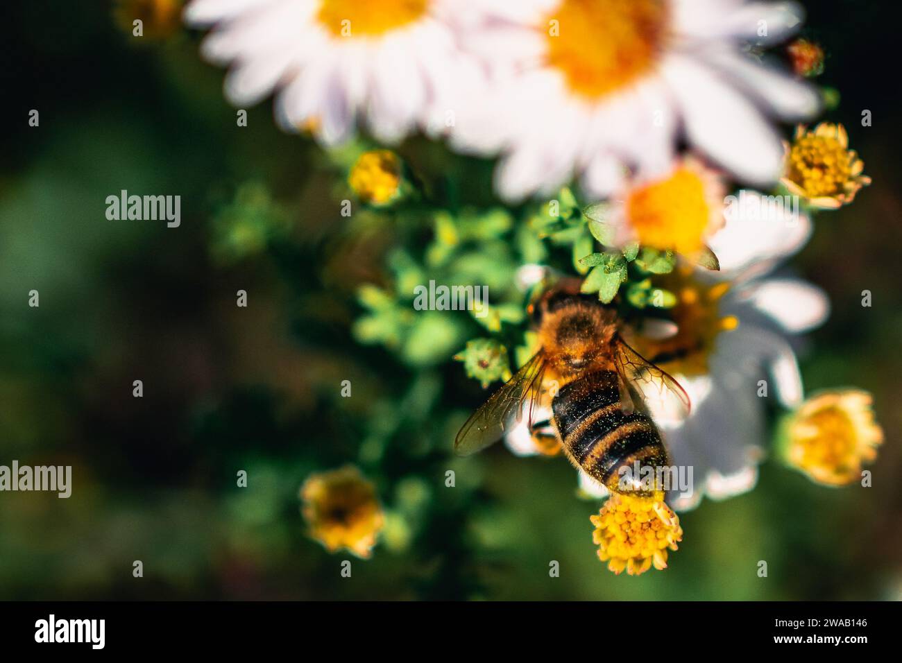 A bee delicately sipping nectar from a vibrant flower, showcasing the intricate dance of nature in full bloom. Picture was taken in Slovakia. Stock Photo