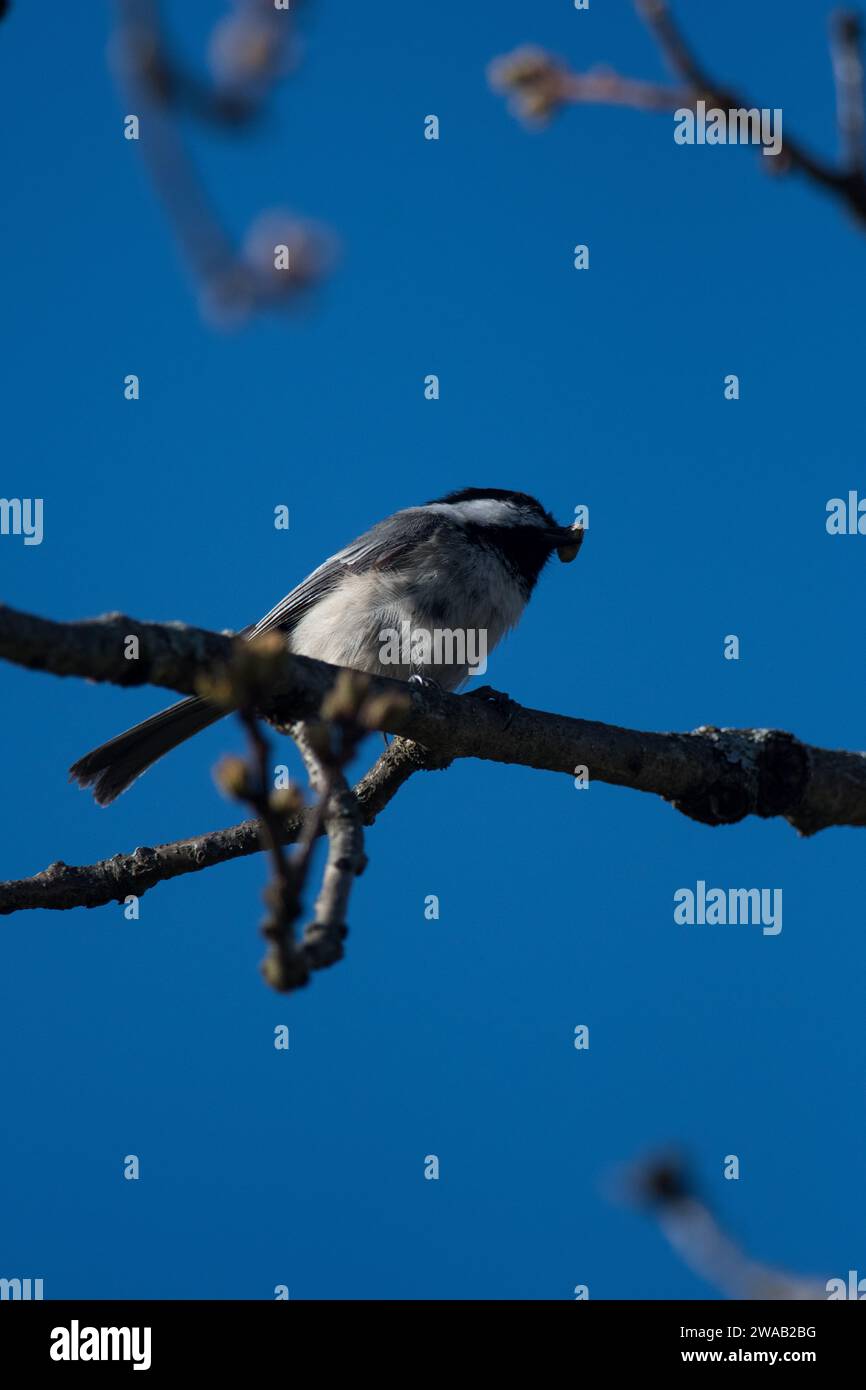 Black-capped Chickadee perched on a tree branch viewed from below Stock Photo