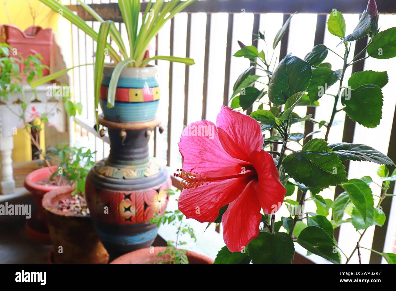 Full hibiscus flower hi-res stock photography and images - Alamy