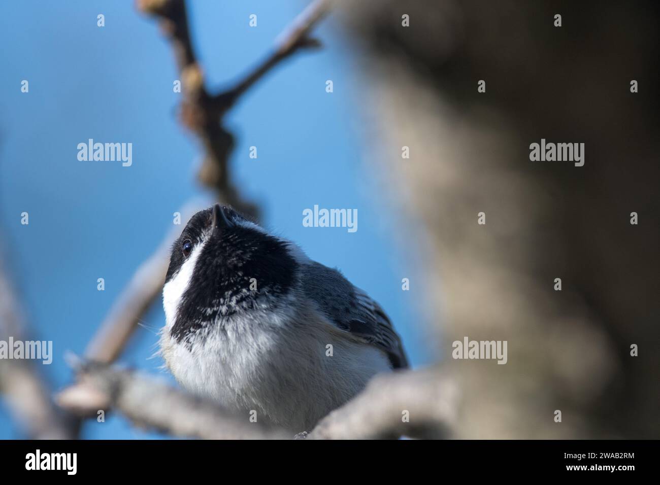 Black-capped Chickadee close up on a branch Stock Photo