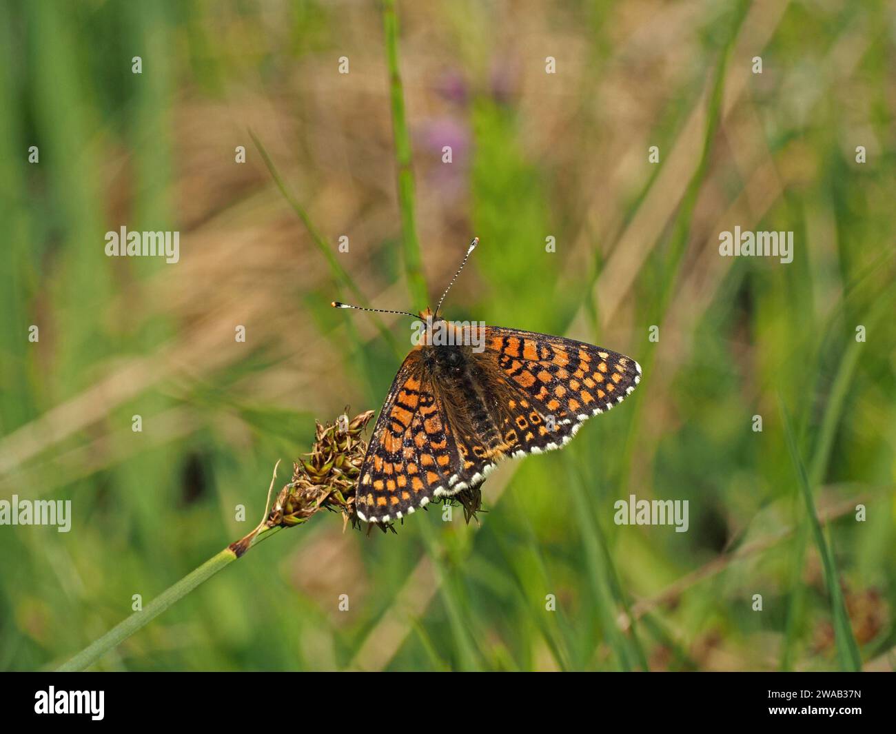 adult Glanville fritillary butterfly (Melitaea cinxia) on dead flowerhead of foodplant Ribwort Plantain in foothills of Italian Alps Stock Photo