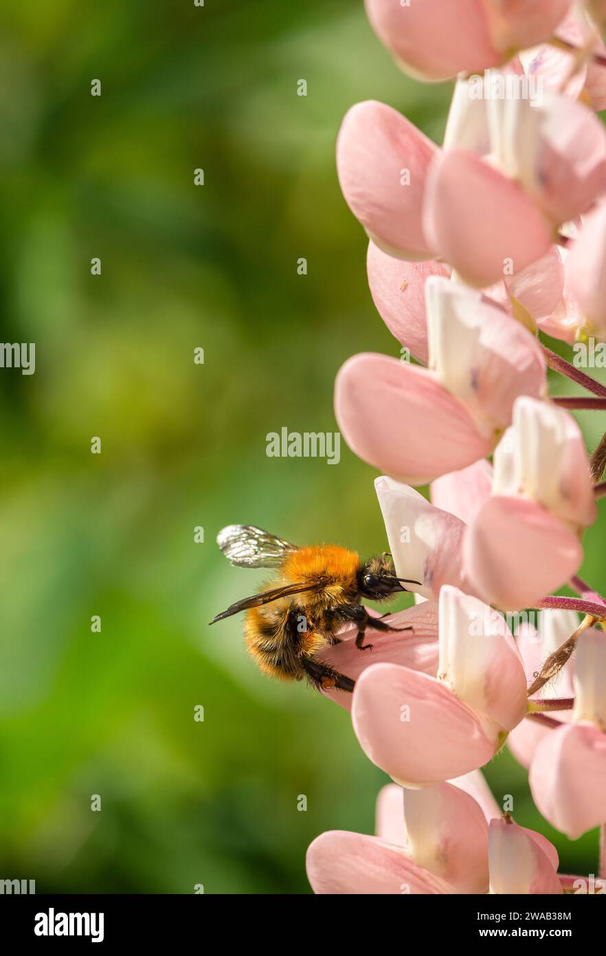 Bumble bee Common carder bee Bombus pascuorum, feeding on lupin flower in garden, May Stock Photo