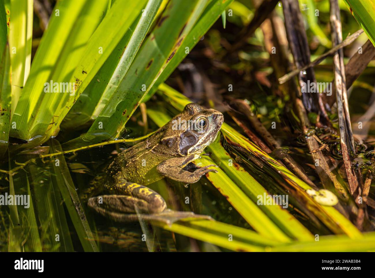 Young Common Frog Rana temporaria, sitting in reeds on the waters edge
