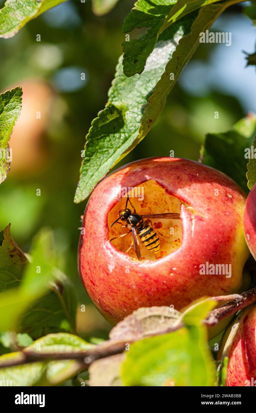 Common wasp Vespula vulgaris, feeding inside a red apple centre, hanging from a tree, garden, County Durham, September Stock Photo