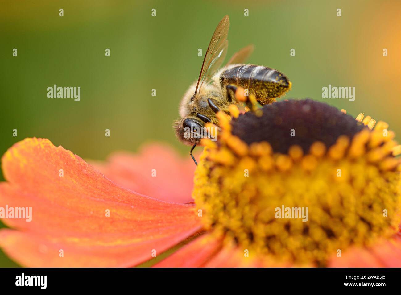 Honey Bee Apis mellifera, collecting pollen from  a Helenium flower in a garden border, County Durham, August Stock Photo