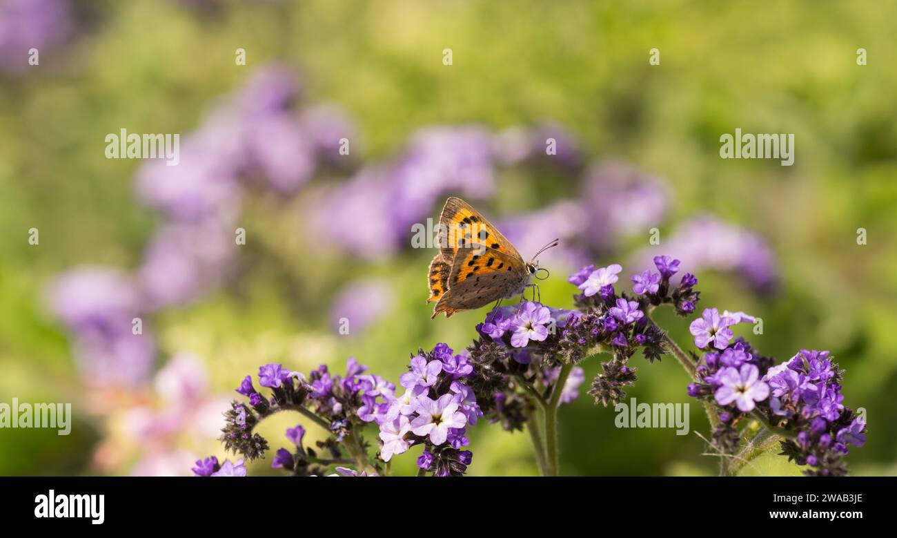 Small Copper Lycaena phlaeas, feeding on Heliotrope flowers Heliotropium arborescens, in a garden border, Norfolk, August Stock Photo