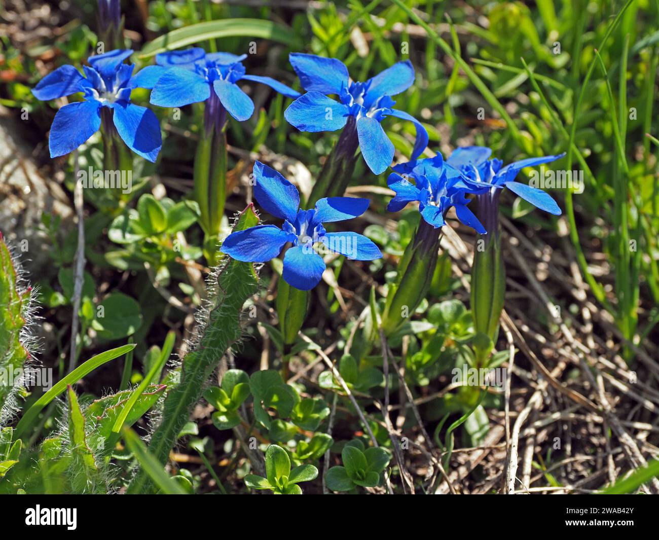 sunlit bright blue slender flowers of Spring Gentian (Gentiana verna) growing amid green grass & herbage in meadow in foothills of the Italian Alps Stock Photo