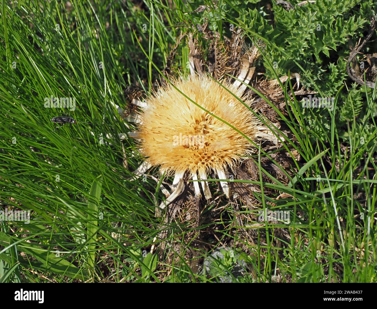 golden flowerhead of Stemless Carline Thistle (Carlina acaulis,) growing in meadow in foothills of the Italian Alps,Europe Stock Photo