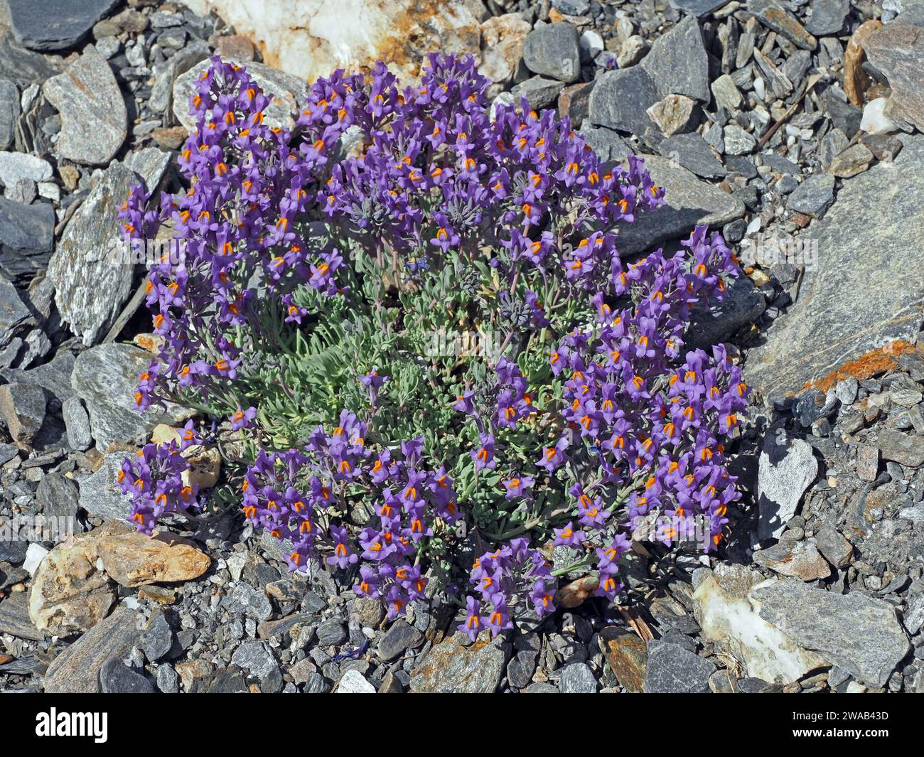 purple and orange flowers of Alpine Toadflax (Linaria alpina) growing on rock scree in the foothills of the Italian Alps, Europe Stock Photo