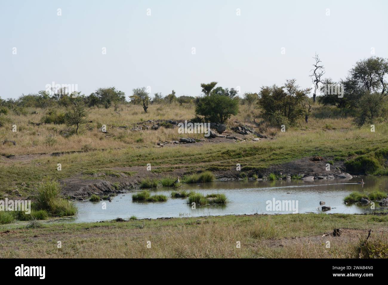 The mighty Limpopo river in Limpopo, South Africa, teaming with wild life. Stock Photo
