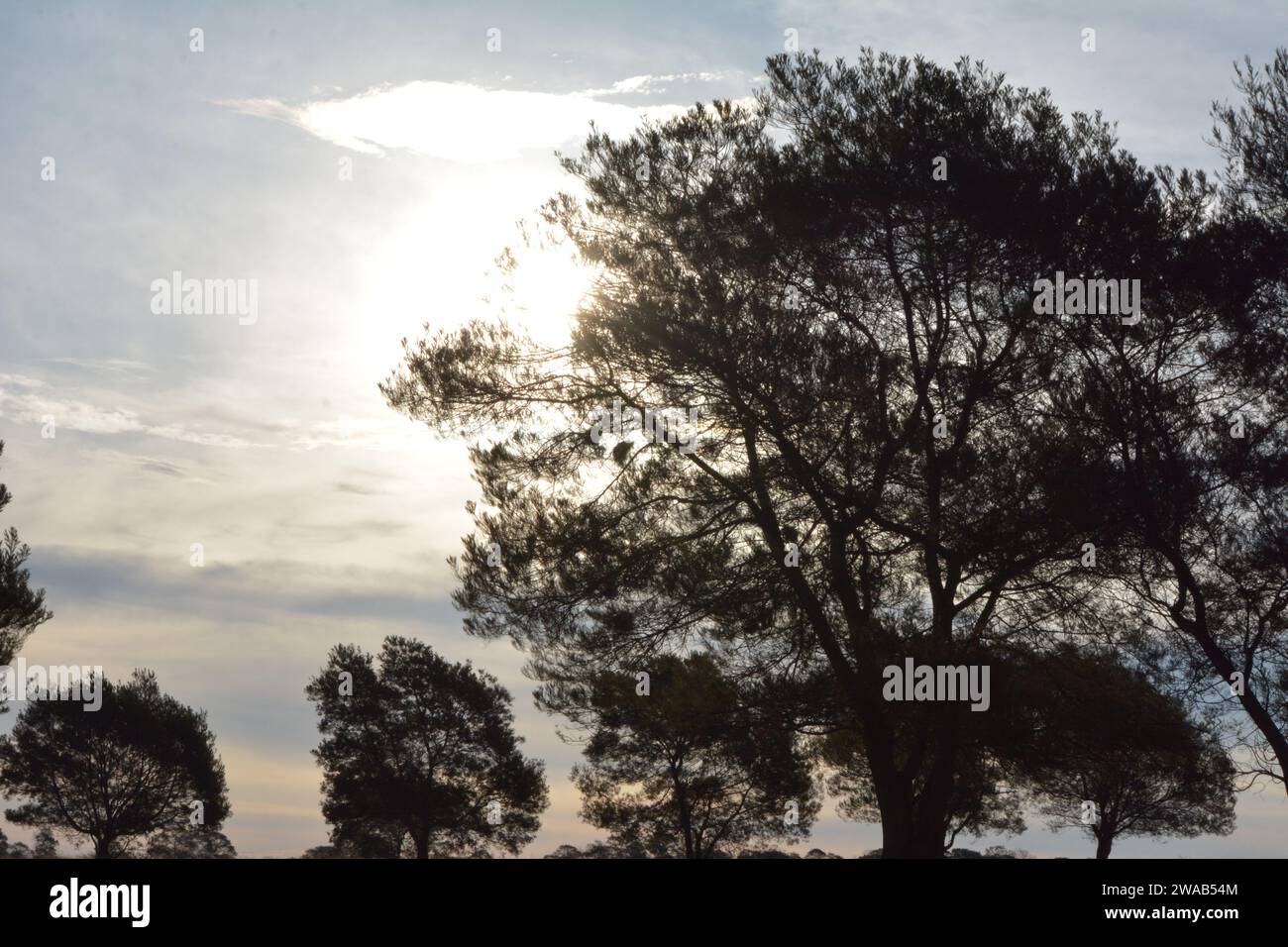 Indigenous to south africa hi-res stock photography and images - Alamy