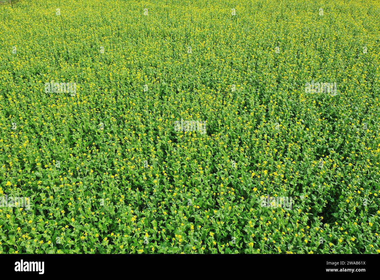 Manikganj, Bangladesh - January 01, 2023: The mustard field at Singair in Manikganj. Stock Photo