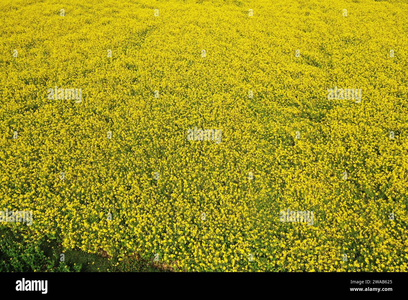 Manikganj, Bangladesh - January 01, 2023: The mustard field at Singair in Manikganj. Stock Photo