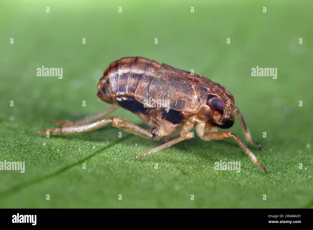 Palm planthopper or datebug (Asarcopus palmarum). An insect that feeds ...