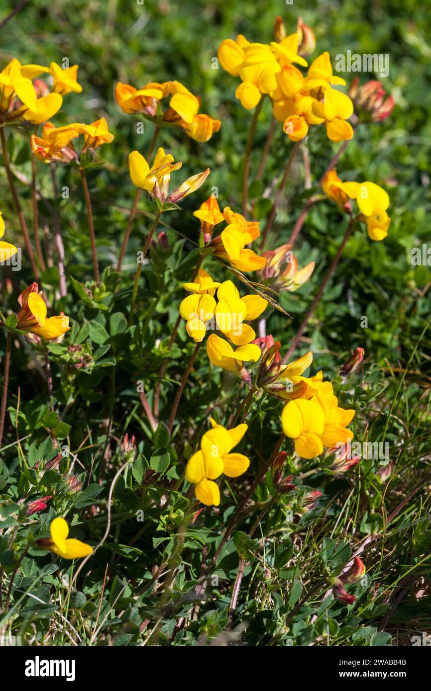 LOTUS CORNICULATUS flowering plan also known as Common Birds-foot