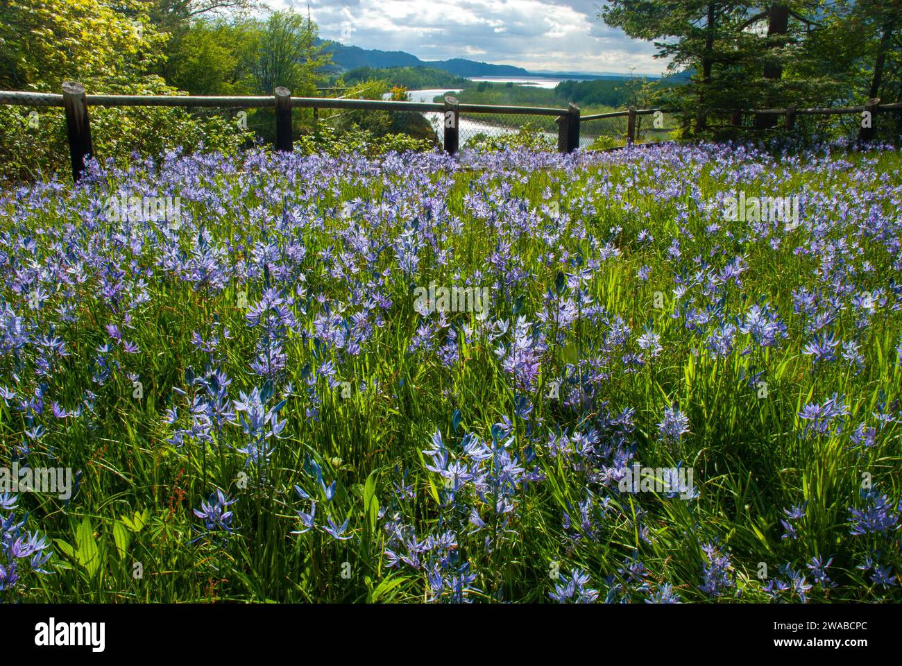 Blue Camas wildflowers over look the Columbia River Gorge from Bridal Veil State Park. Oregon. Stock Photo