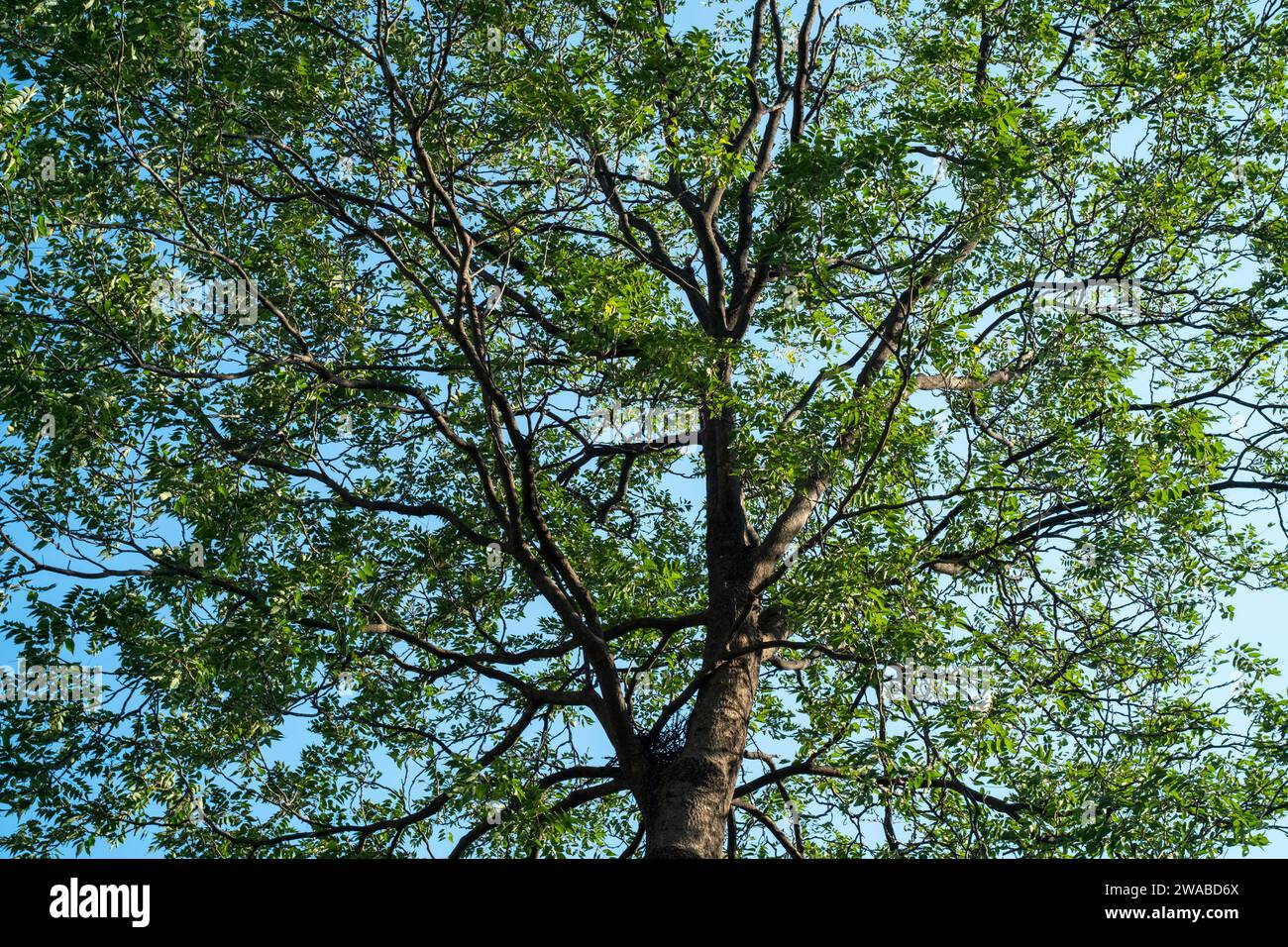 The treetops of an ailanthus altissima (more than 60 years old). Stock Photo
