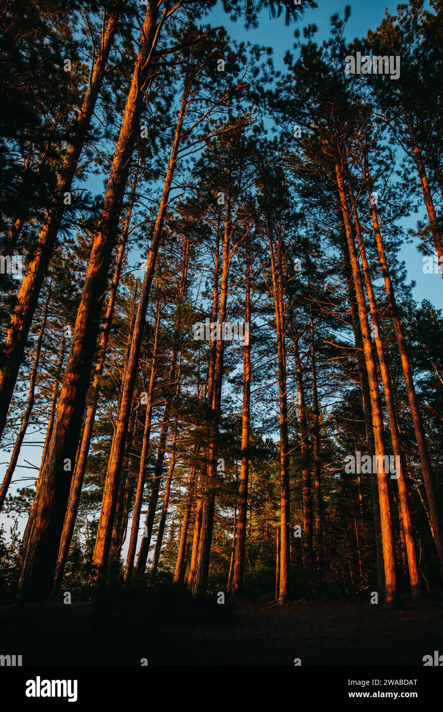 Beautiful trees over Lake Superior at sunset. Stock Photo