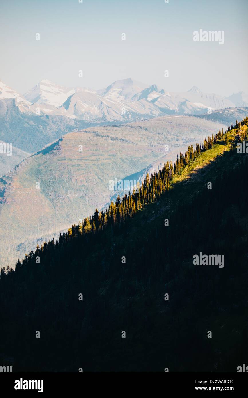 Wildflowers and pine trees hi-res stock photography and images - Alamy