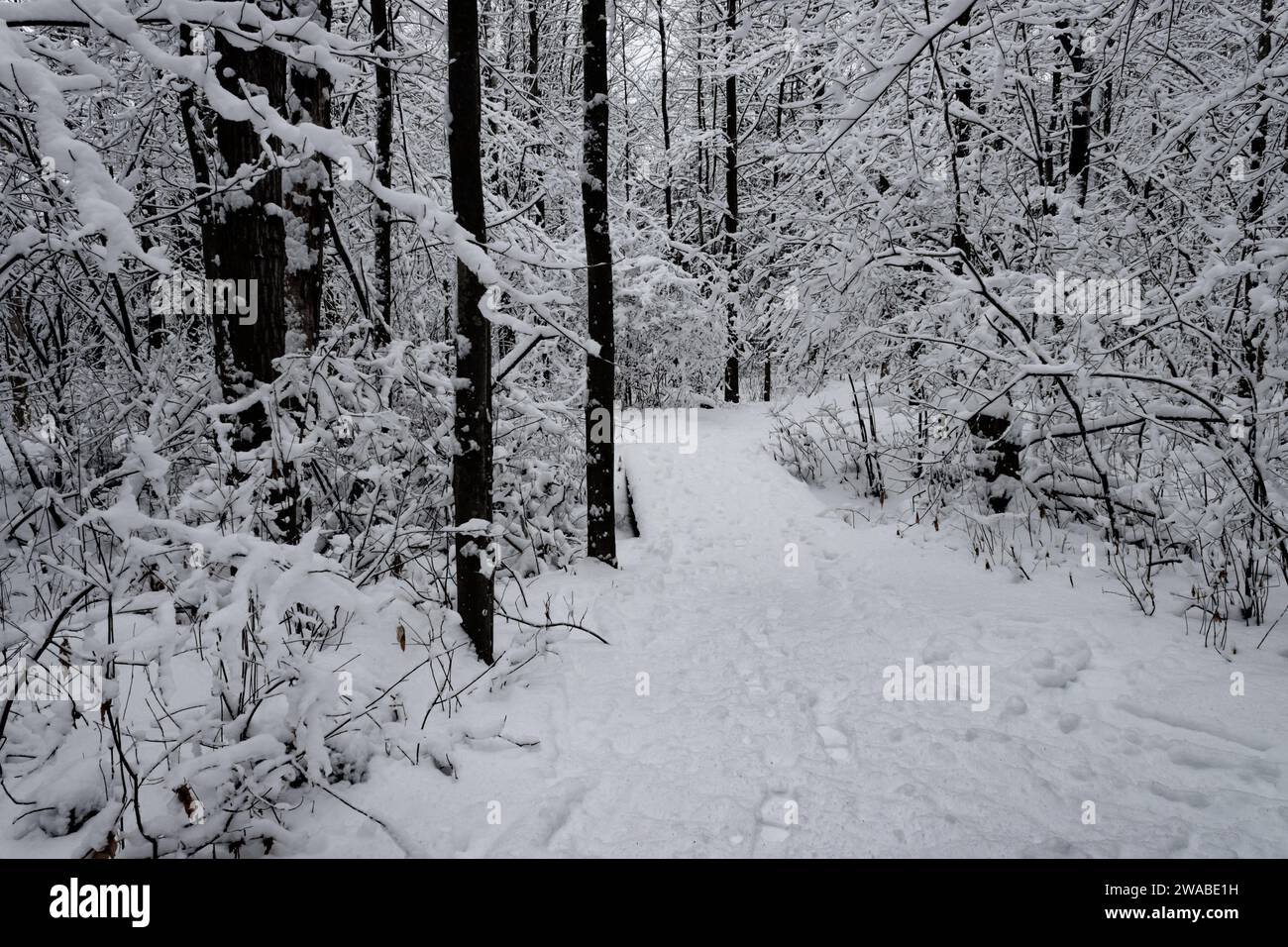 Snow-covered trees border a winter trail Stock Photo