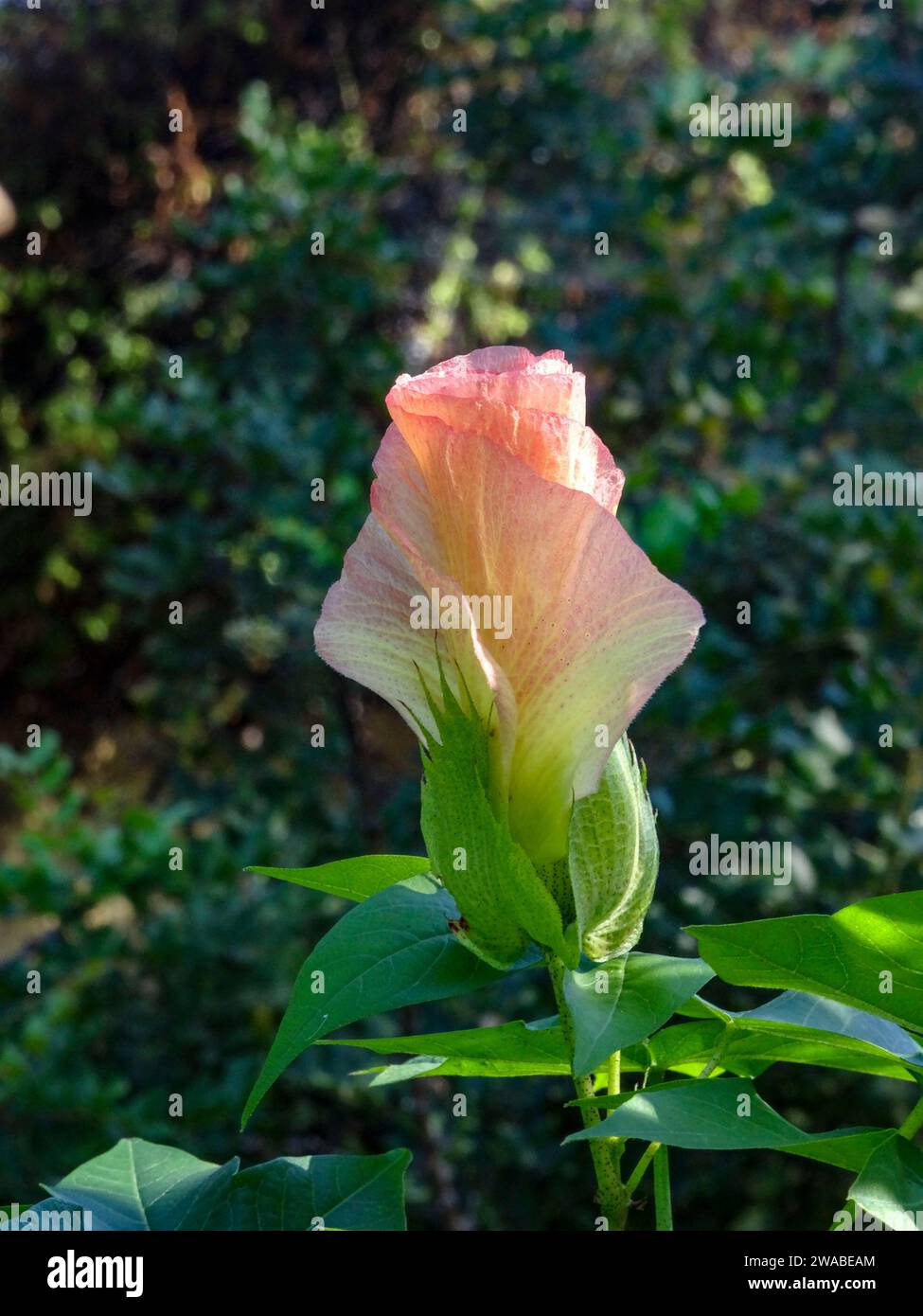 Lovely upright flower of Algodon Cotton. Natural close up flowering plant portrait in lovely sunshine Stock Photo
