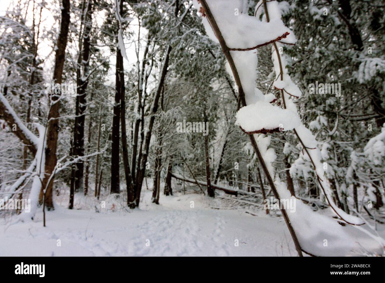 A snow-laden branch dangles in a snowy forest Stock Photo