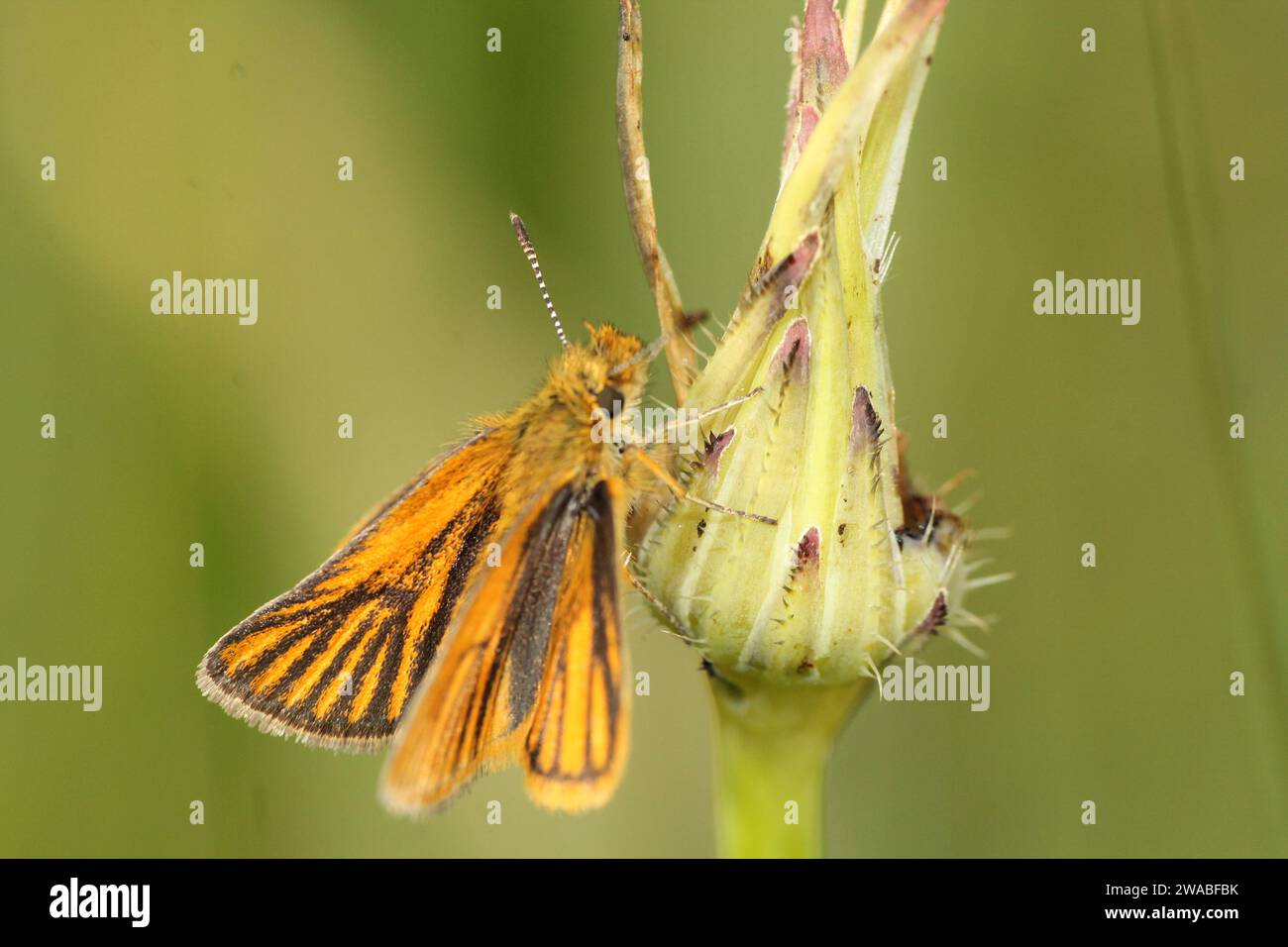 Mariposa saltarina (Ancyloxypha melanoneura) de la familia Hesperiidae Stock Photo