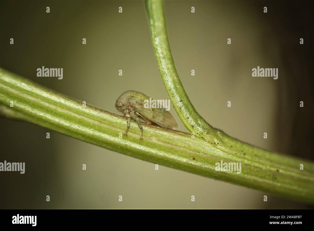 Pequeño chinche del orden Hemiptera, familia Membracidae Stock Photo