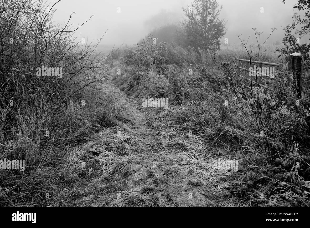 An overgrown field gateway on a frosty winter morning Stock Photo Alamy