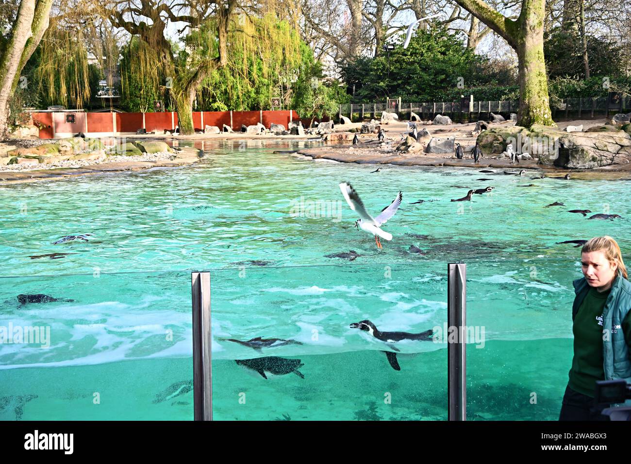 London, UK. 3rd Jan, 2024. Humboldt penguins during Annual Stocktake at