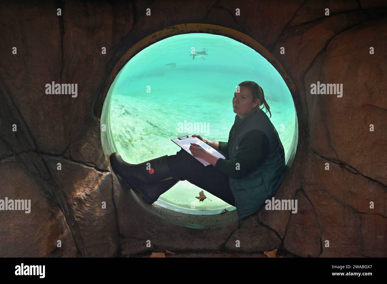 London, UK. 3rd Jan, 2024. Humboldt penguins during Annual Stocktake at