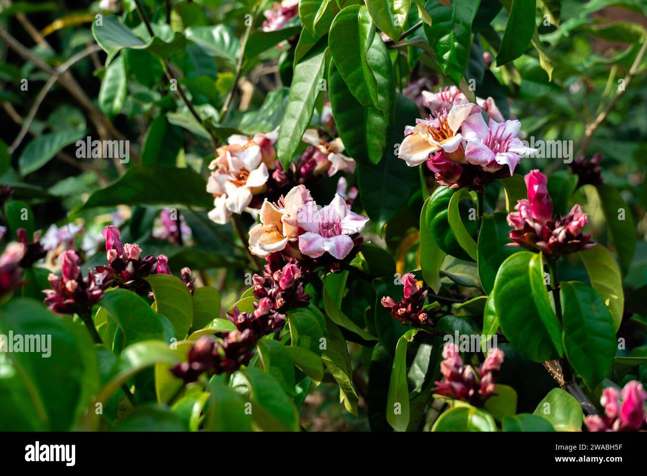 Pale pink and deep red flower of Strophanthus gratus, known as Climbing-oleander, Poison arrowvine, Spider-tresses, Ouabain or Strophantus, in front o Stock Photo
