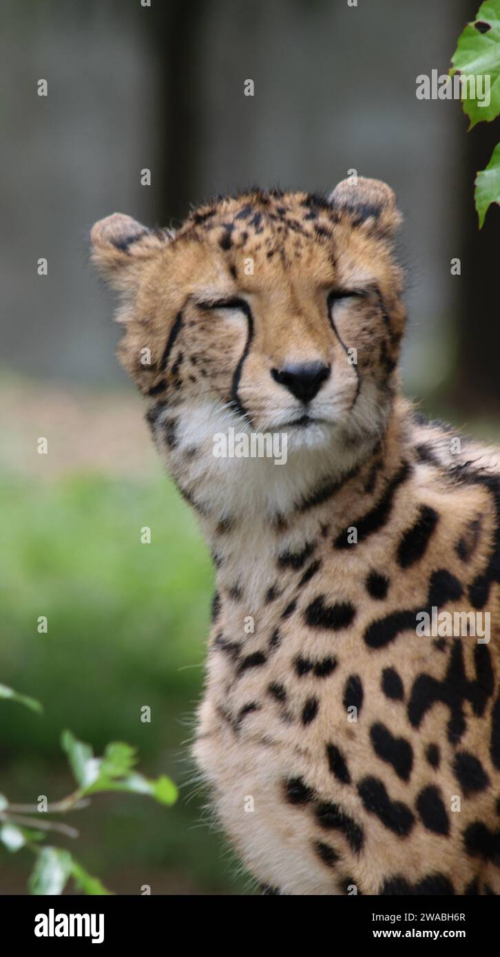 Close-up of a cheetah's face with a soft-focus background, showcasing its distinctive spots and calm expression. Stock Photo