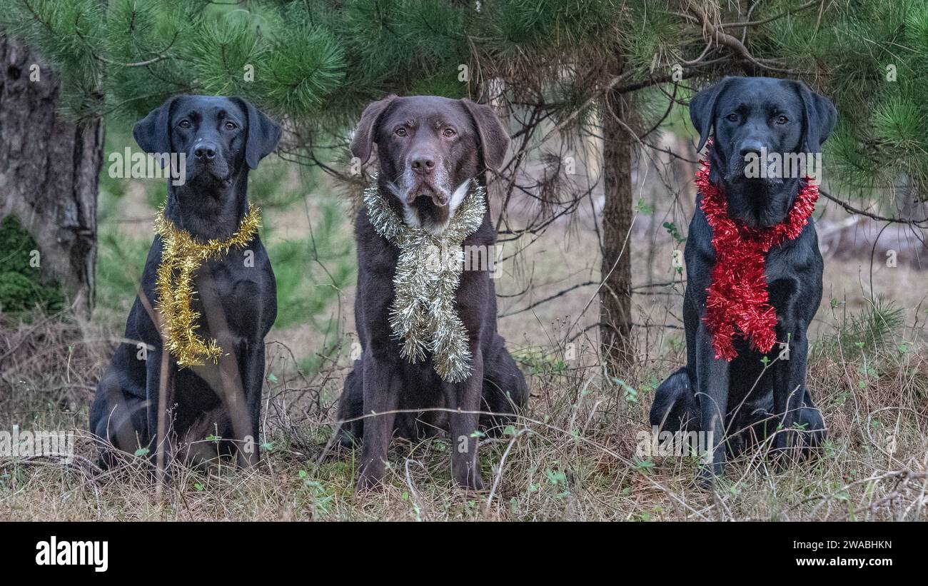 Labrador Retrievers posing for Christmas photographs Stock Photo