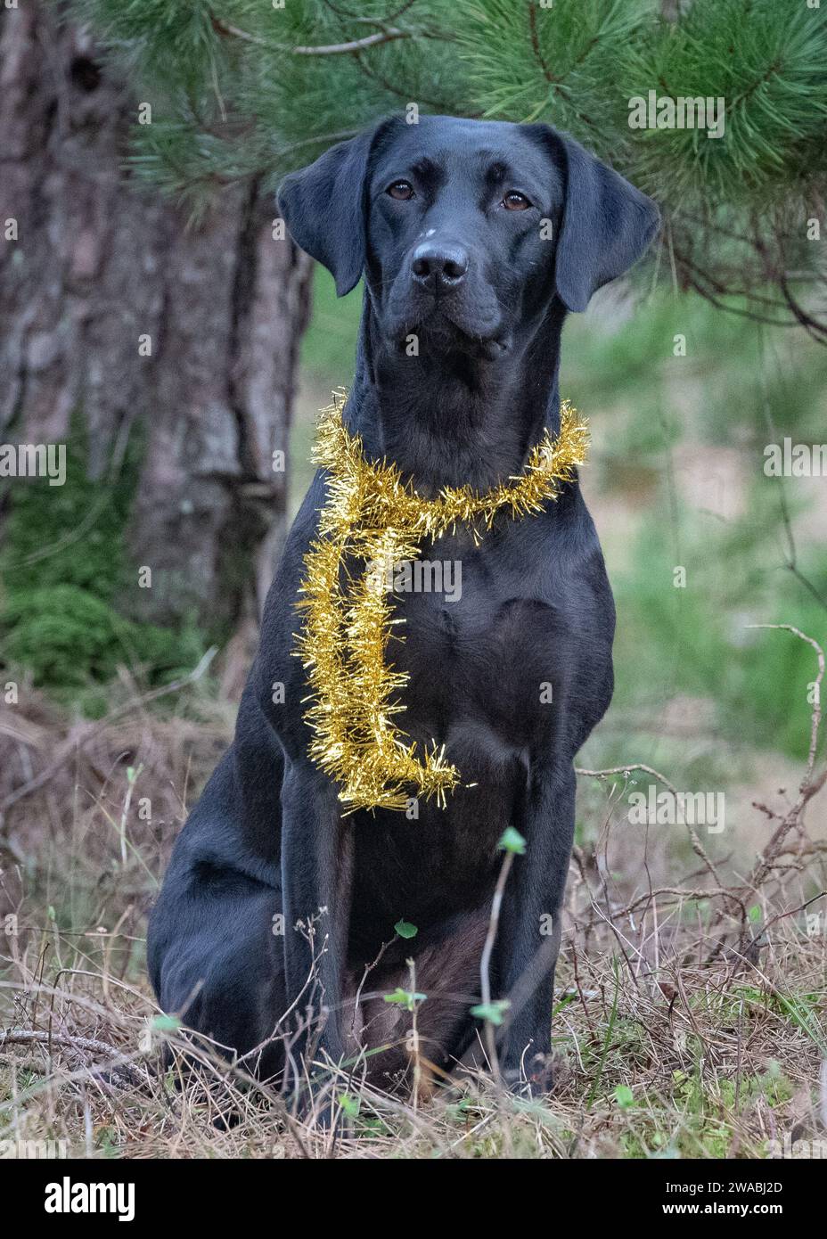 Labrador Retrievers posing for Christmas photographs Stock Photo