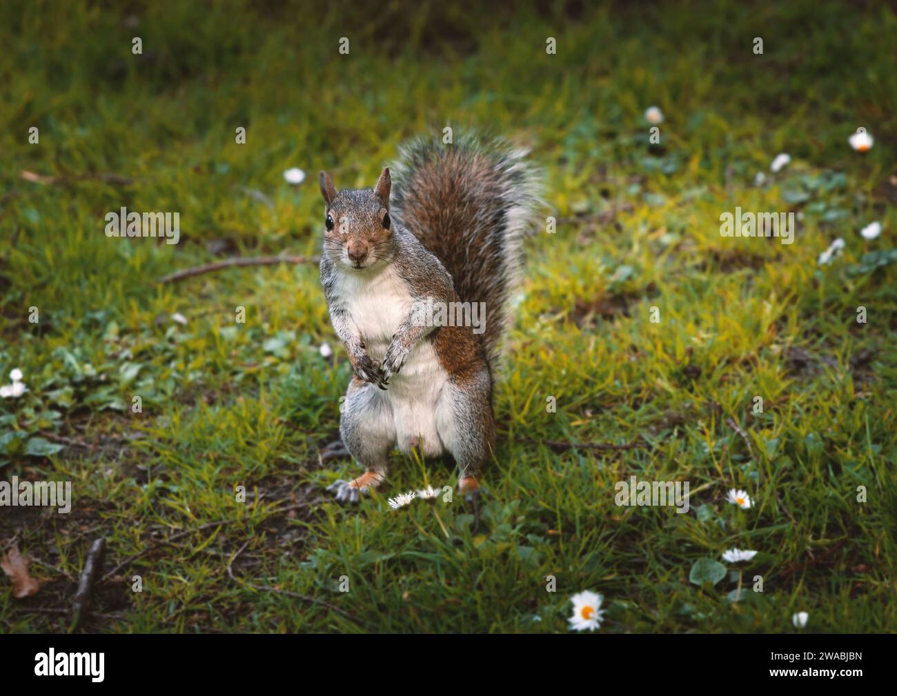 Cute friendly grey squirrel looking at camera in scottish park Stock Photo
