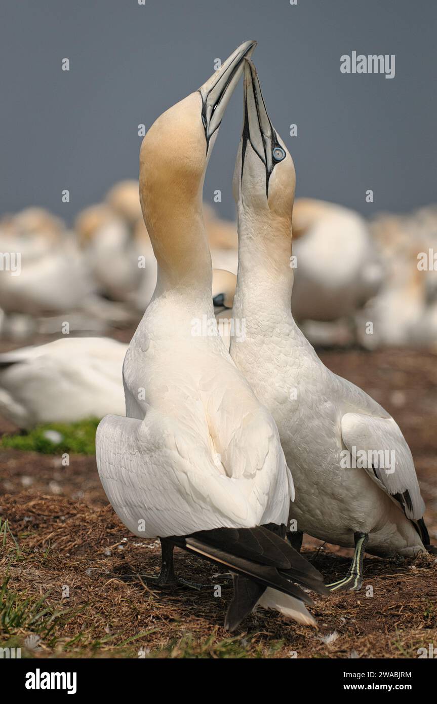 Meeting Northern Gannet couple for reproduction Stock Photo