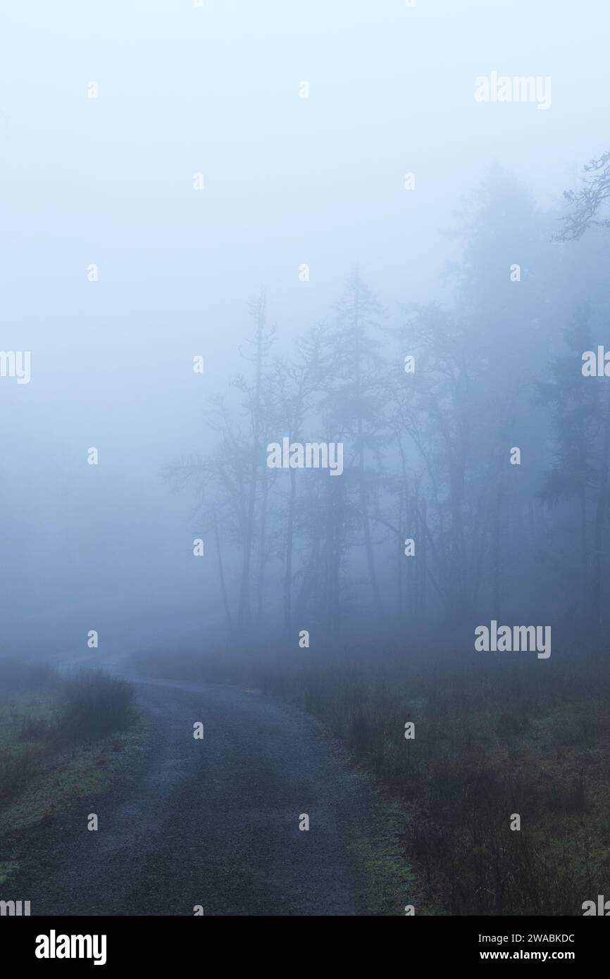 A road winding through a foggy forest Stock Photo - Alamy