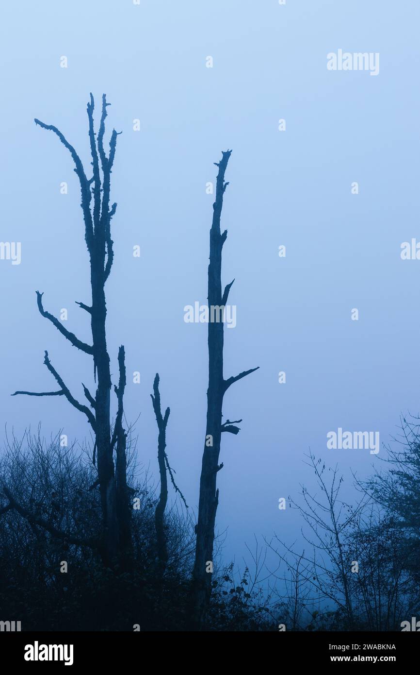 Thick fog trees hi-res stock photography and images - Alamy