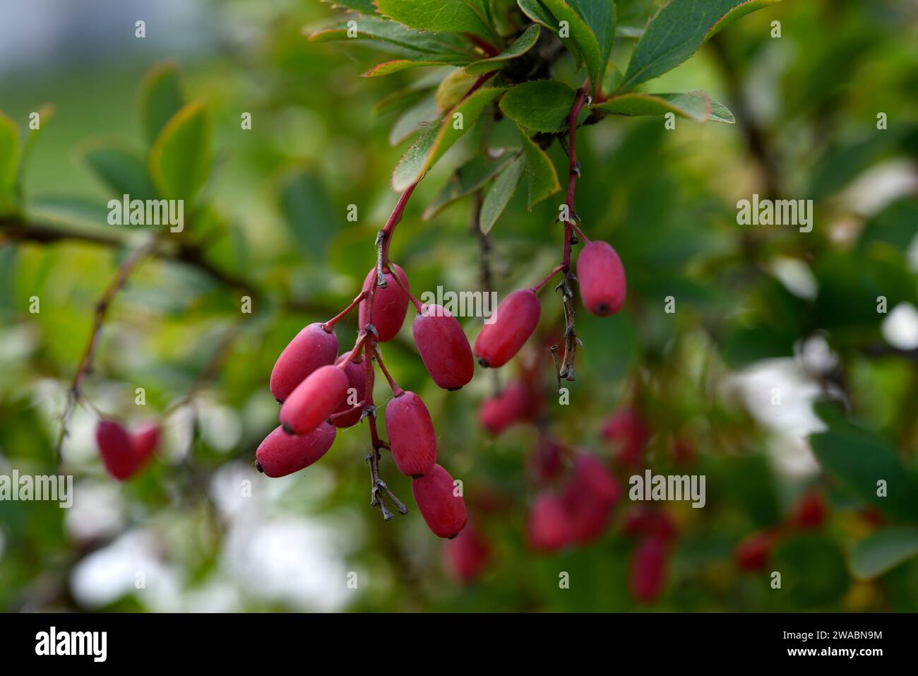 The fruits of the barberry on the bush. Red berries. Berberis vulgaris. Stock Photo