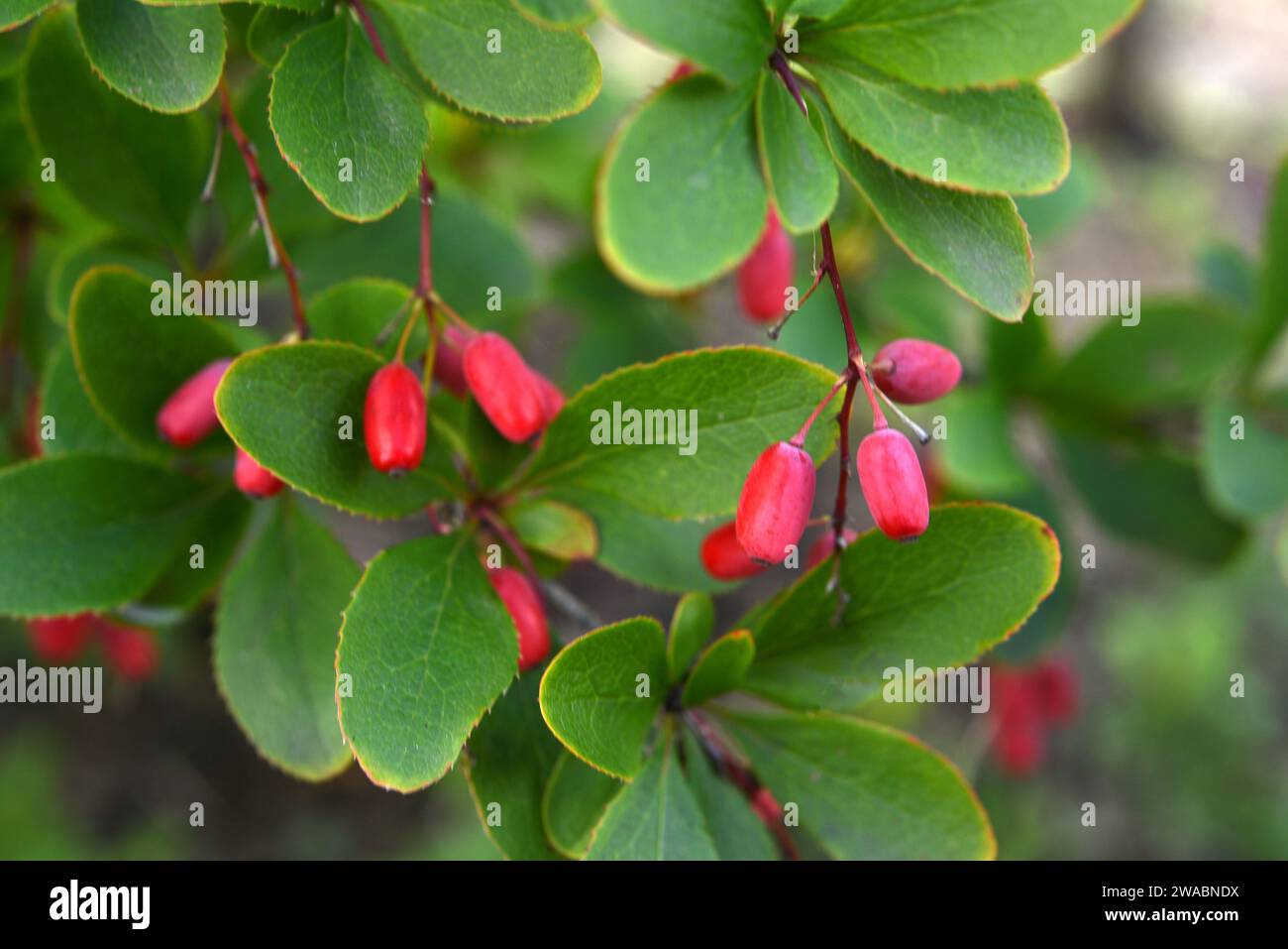 The fruits of the barberry on the bush. Red berries. Berberis vulgaris. Stock Photo