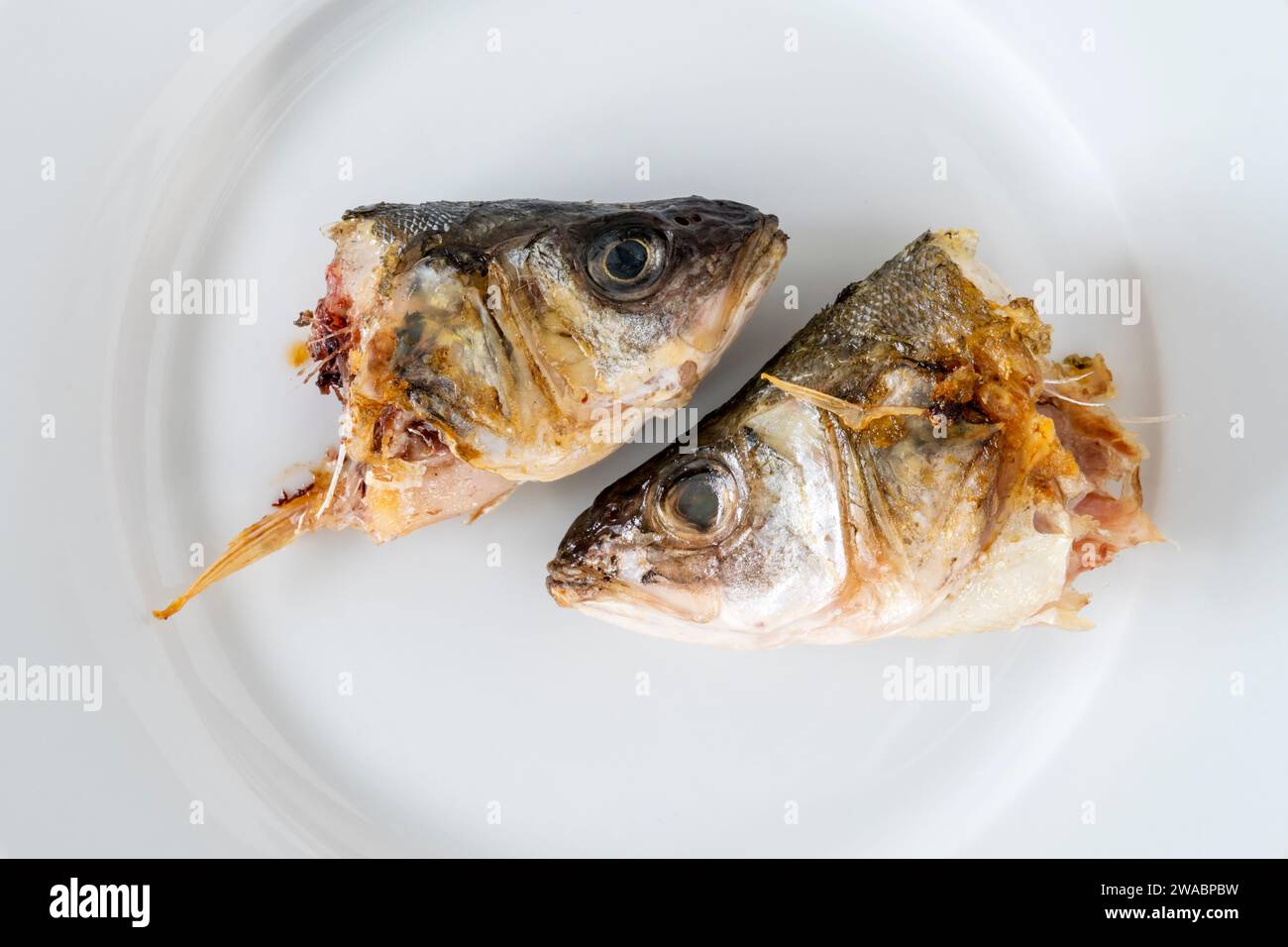 Two sea bass heads on a white plate. Stock Photo
