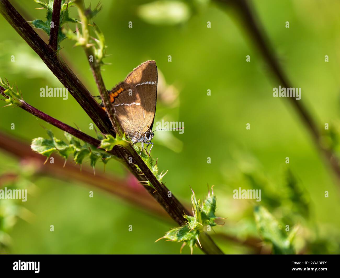 White-letter Hairstreak Stock Photo