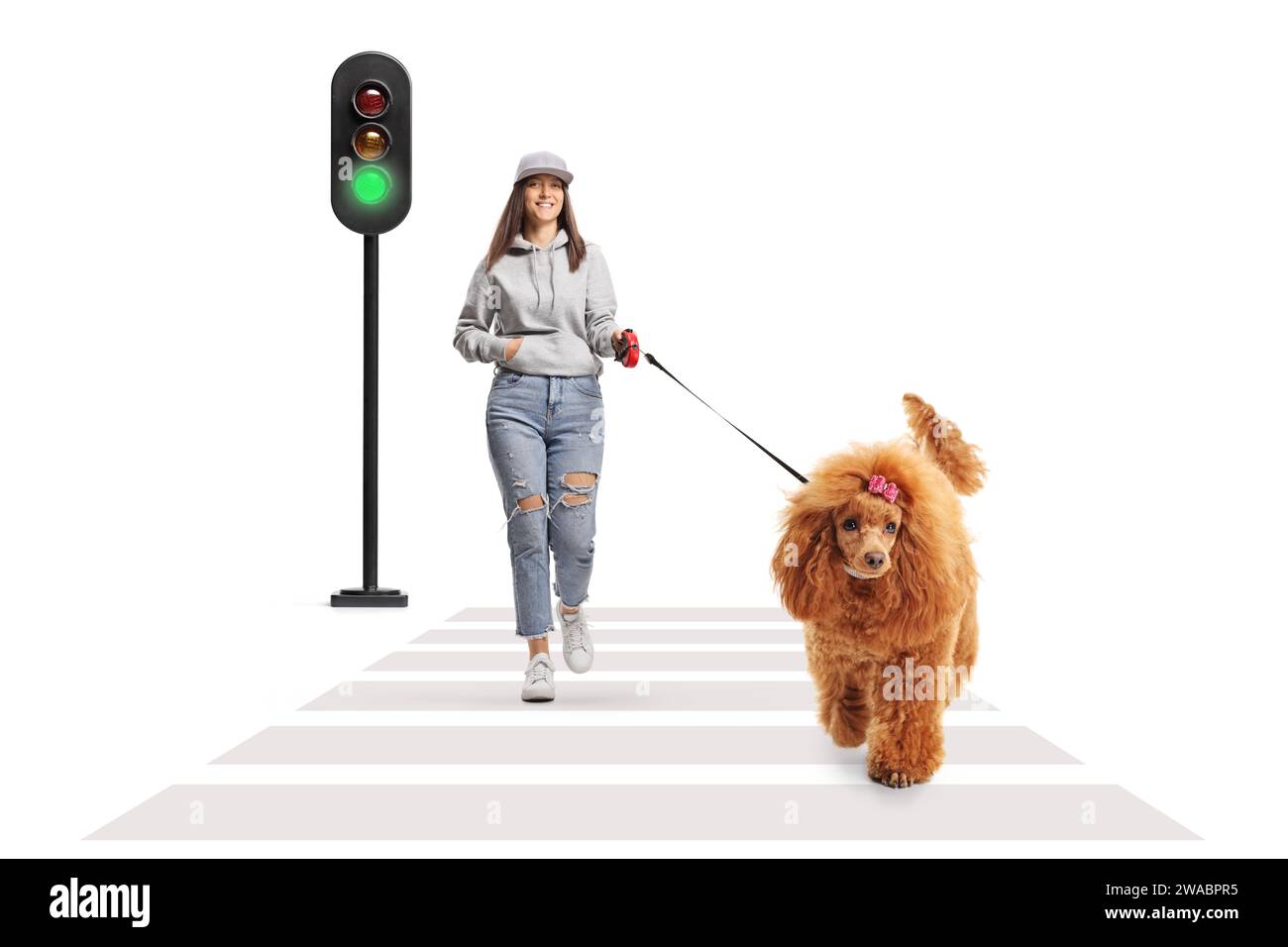 Female teenage girl walking a red poodle dog on the street isolated on white background Stock Photo