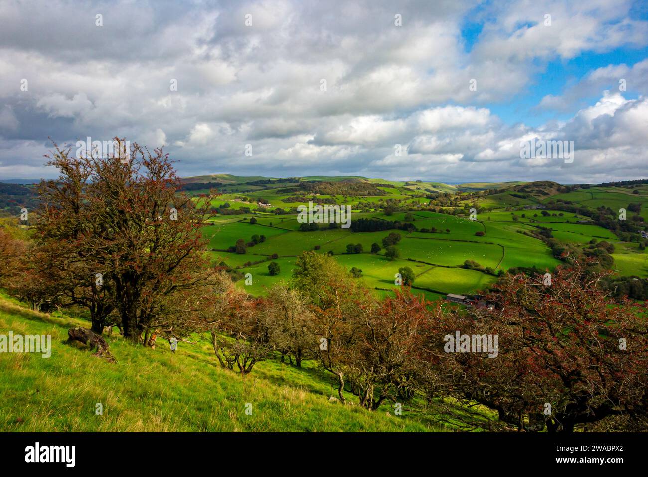 Trees at the summit of Kerridge Hill on the Peak District Boundary Walk