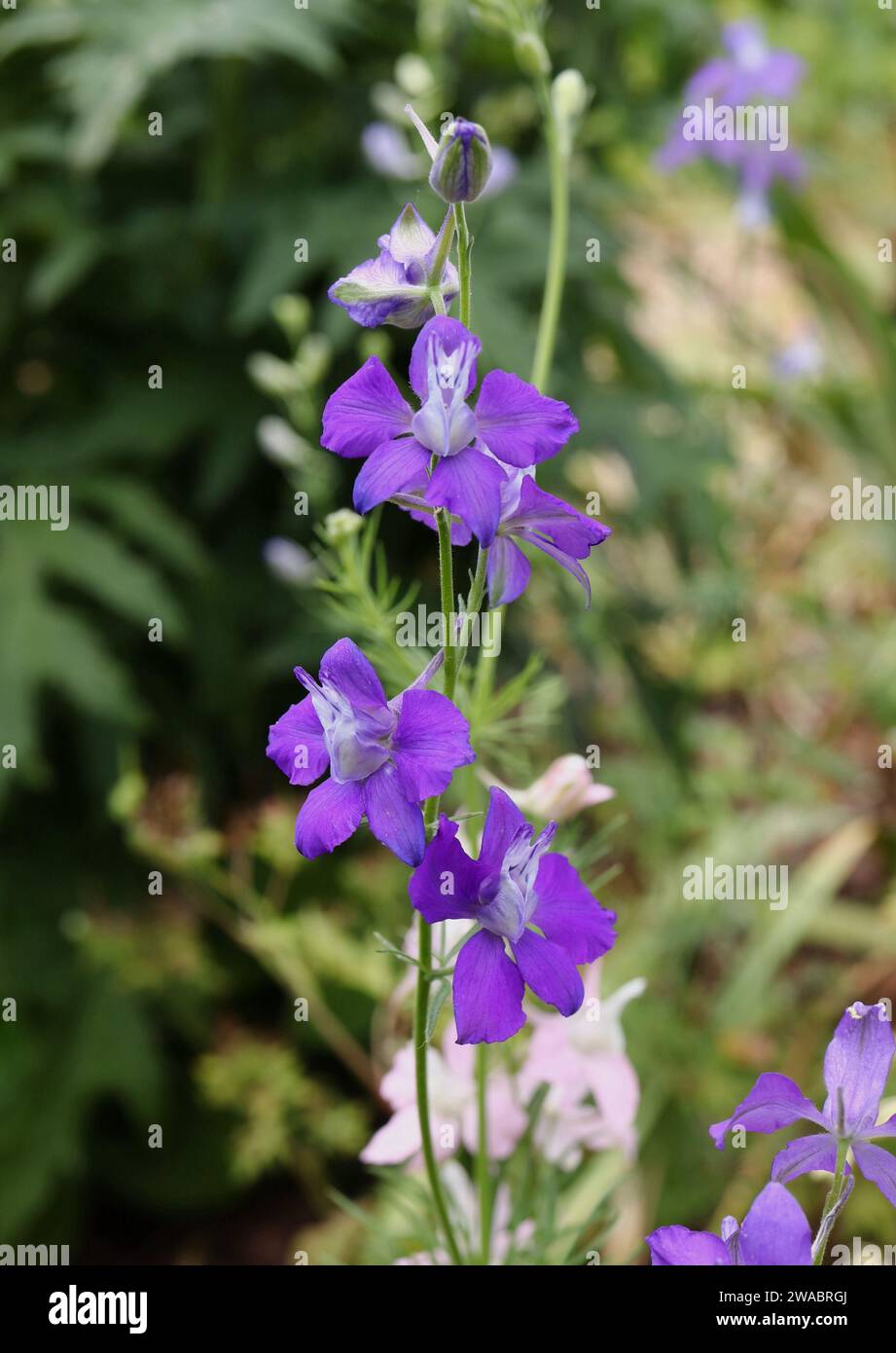 Purple Larkspur Flowers in Summer Garden Stock Photo